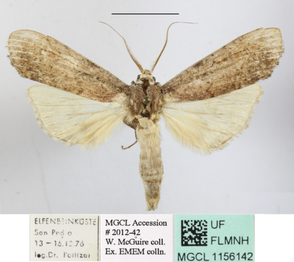 /filer/webapps/moths/media/images/S/sexpuncta_Arciera_A_MGCLa_04.JPG