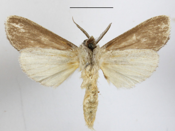 /filer/webapps/moths/media/images/S/sexpuncta_Arciera_A_MGCLb_01.JPG