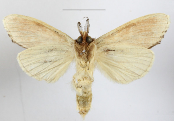 /filer/webapps/moths/media/images/S/sexpuncta_Arciera_A_MGCLb_02.JPG