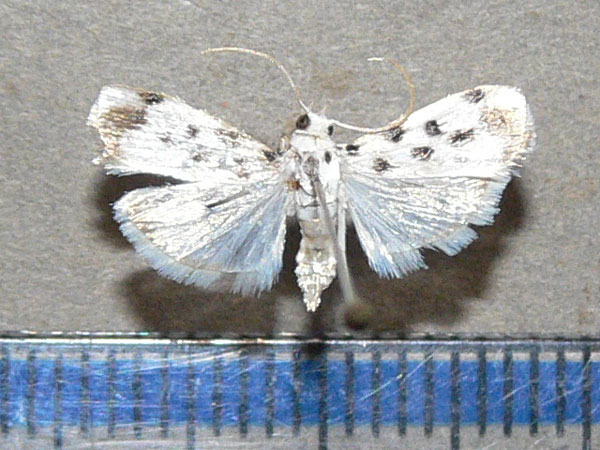 /filer/webapps/moths/media/images/S/sexpunctalis_Pycnarmon_A_Goff.jpg