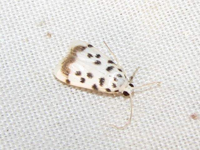 /filer/webapps/moths/media/images/S/sexpunctalis_Pycnarmon_A_Goff_01.jpg