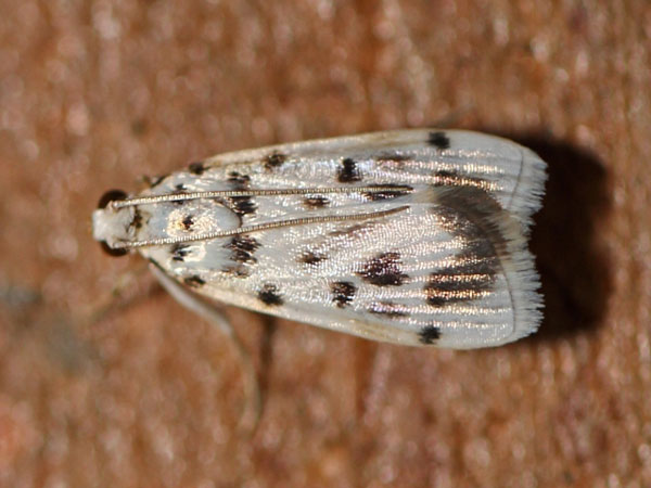 /filer/webapps/moths/media/images/S/sexpunctalis_Pycnarmon_A_Voaden.jpg