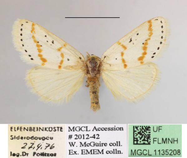 /filer/webapps/moths/media/images/S/sexpunctata_Lacipa_A_MGCLa_01.JPG