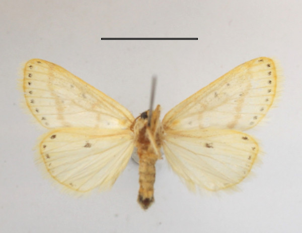 /filer/webapps/moths/media/images/S/sexpunctata_Lacipa_A_MGCLb_01.JPG