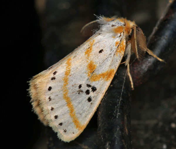 /filer/webapps/moths/media/images/S/sexpunctata_Lacipa_A_Roland_01.jpg
