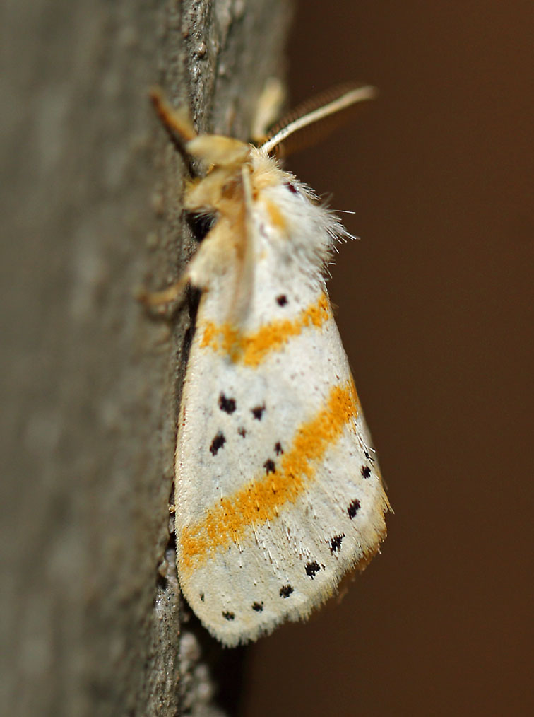 /filer/webapps/moths/media/images/S/sexpunctata_Lacipa_A_Voaden.jpg