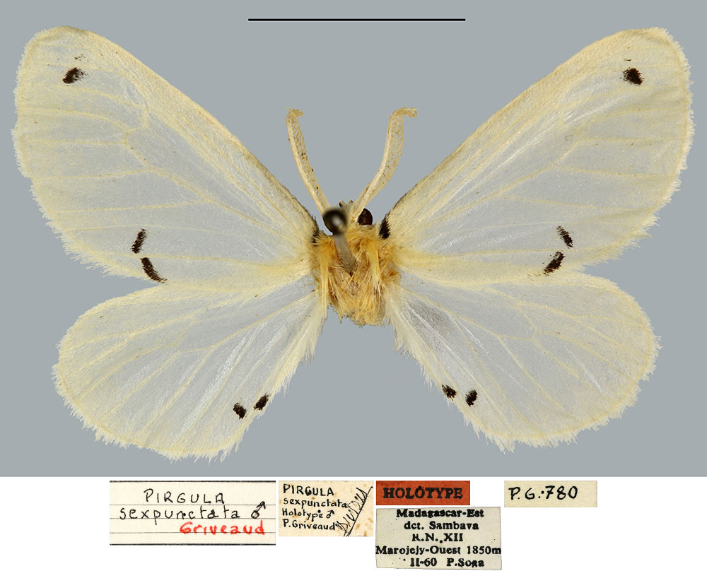 /filer/webapps/moths/media/images/S/sexpunctata_Pirgula_HT_MNHN.jpg