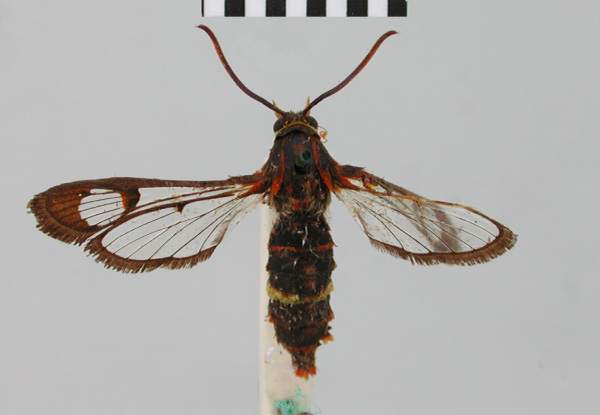 /filer/webapps/moths/media/images/S/sexualis_Tipulamima_AF_BMNH.jpg