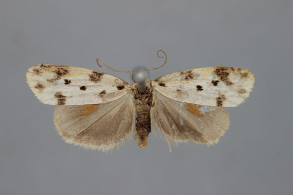 /filer/webapps/moths/media/images/S/seychellarum_Mahensia_ST_BMNH.jpg