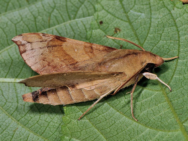 /filer/webapps/moths/media/images/S/seychellensis_Temnora_A_Mazzei_01.jpg