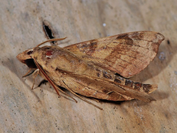 /filer/webapps/moths/media/images/S/seychellensis_Temnora_A_Mazzei_02.jpg