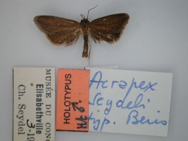 /filer/webapps/moths/media/images/S/seydeli_Acrapex_HT_RMCA_01.jpg