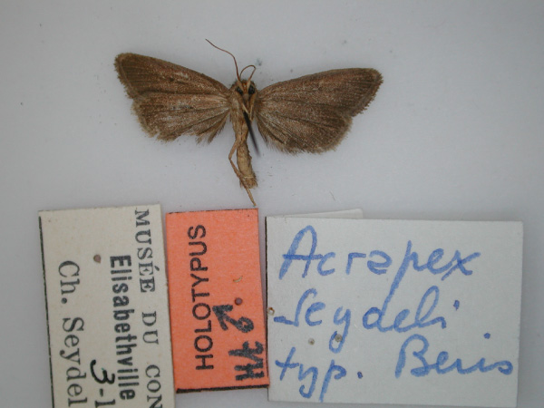 /filer/webapps/moths/media/images/S/seydeli_Acrapex_HT_RMCA_02.jpg