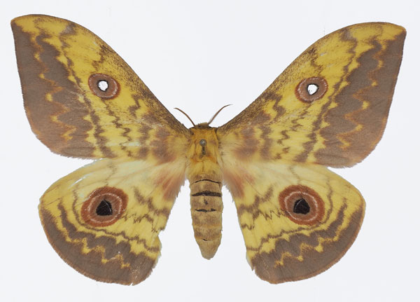 /filer/webapps/moths/media/images/S/seydeli_Aurivillius_AF_Basquina.jpg