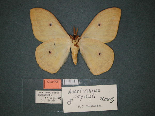 /filer/webapps/moths/media/images/S/seydeli_Aurivillius_HT_RMCA_02.jpg