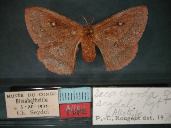 /filer/webapps/moths/media/images/S/seydeli_Decachorda_AT_RMCA_01.jpg