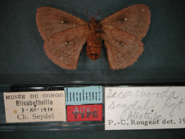 /filer/webapps/moths/media/images/S/seydeli_Decachorda_AT_RMCA_02.jpg