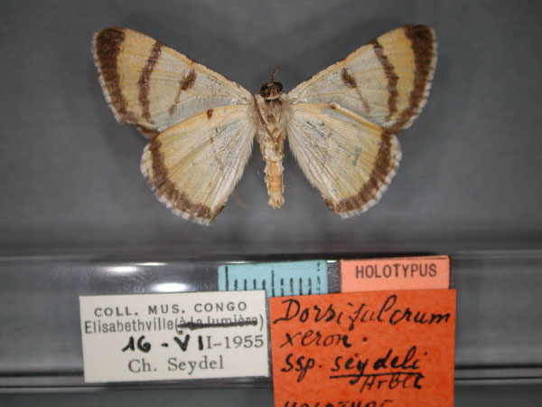 /filer/webapps/moths/media/images/S/seydeli_Dorsifulcrum_HT_RMCA_02.jpg