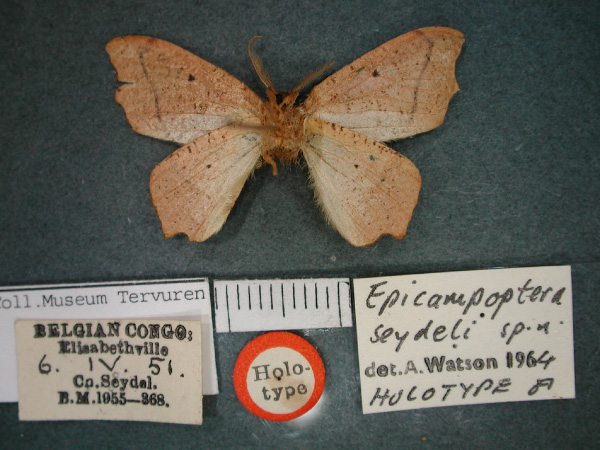 /filer/webapps/moths/media/images/S/seydeli_Epicampoptera_HT_RMCA_02.jpg