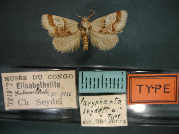 /filer/webapps/moths/media/images/S/seydeli_Halseyia_HT_RMCA_01.jpg