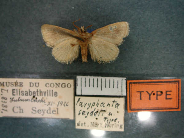 /filer/webapps/moths/media/images/S/seydeli_Halseyia_HT_RMCA_02.jpg