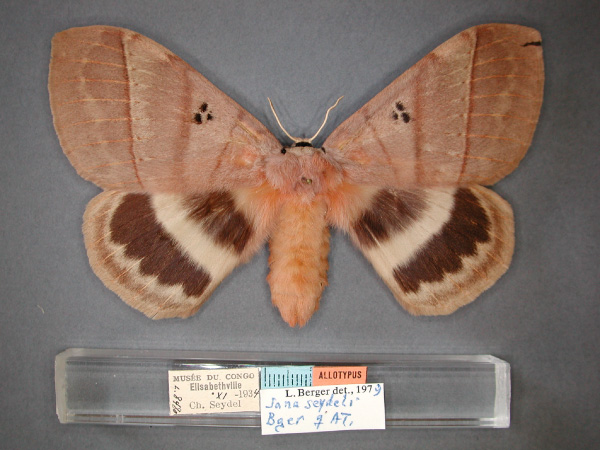 /filer/webapps/moths/media/images/S/seydeli_Jana_AT_RMCA_01.jpg
