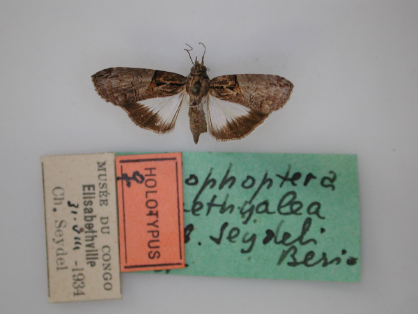 /filer/webapps/moths/media/images/S/seydeli_Lophoptera_HT_RMCA_01.jpg