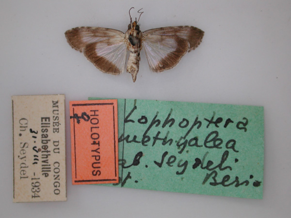 /filer/webapps/moths/media/images/S/seydeli_Lophoptera_HT_RMCA_02.jpg