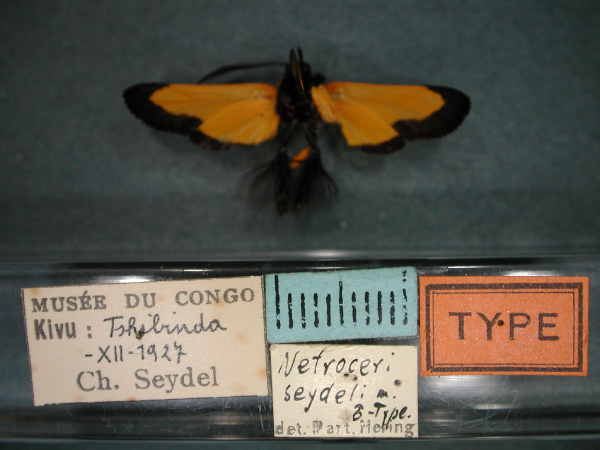 /filer/webapps/moths/media/images/S/seydeli_Netrocera_HT_02.jpg