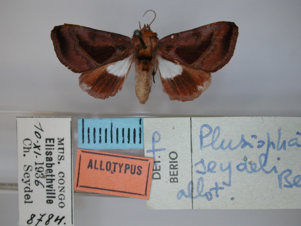 /filer/webapps/moths/media/images/S/seydeli_Plusiophaes_AT_RMCA_01.jpg