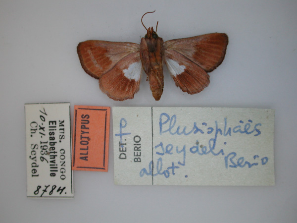 /filer/webapps/moths/media/images/S/seydeli_Plusiophaes_AT_RMCA_02.jpg