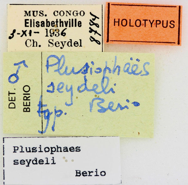 /filer/webapps/moths/media/images/S/seydeli_Plusiophaes_HTLBL_RMCA.jpg
