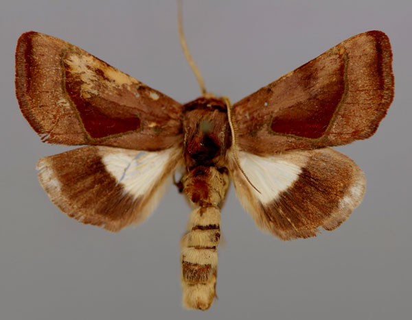 /filer/webapps/moths/media/images/S/seydeli_Plusiophaes_HT_RMCA_03.jpg