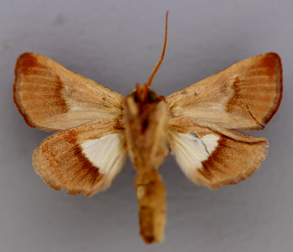 /filer/webapps/moths/media/images/S/seydeli_Plusiophaes_HT_RMCA_04.jpg
