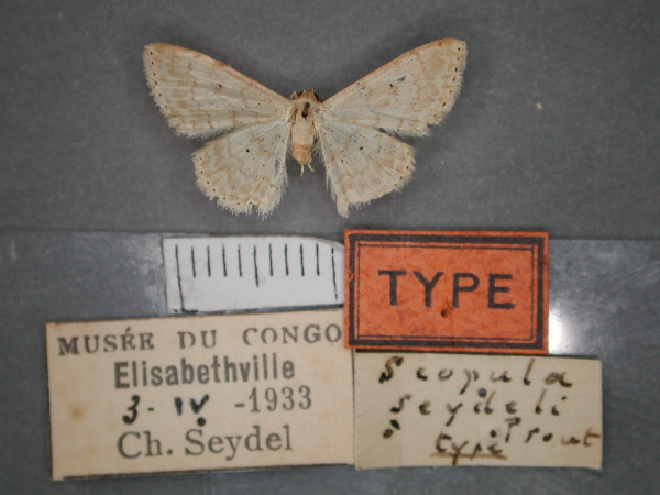 /filer/webapps/moths/media/images/S/seydeli_Scopula_HT_RMCA_01.jpg
