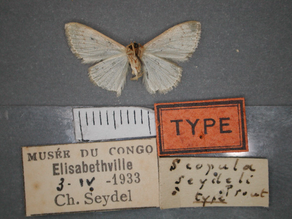 /filer/webapps/moths/media/images/S/seydeli_Scopula_HT_RMCA_02.jpg