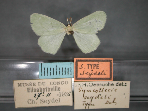 /filer/webapps/moths/media/images/S/seydeli_Syncollesis_HT_RMCA_01.jpg