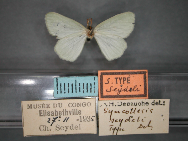 /filer/webapps/moths/media/images/S/seydeli_Syncollesis_HT_RMCA_02.jpg