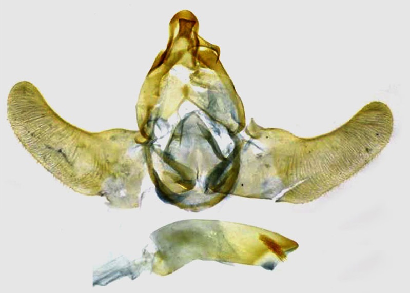 /filer/webapps/moths/media/images/S/seydeli_Thubdora_GMHT_RMCA.jpg