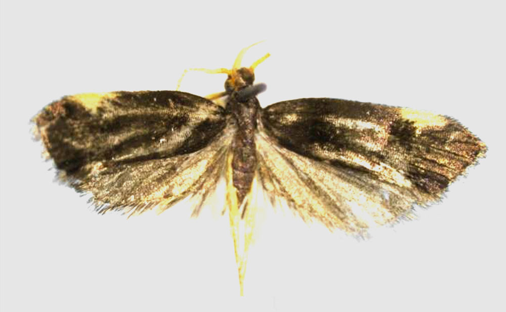 /filer/webapps/moths/media/images/S/seydeli_Thubdora_HT_RMCA.jpg