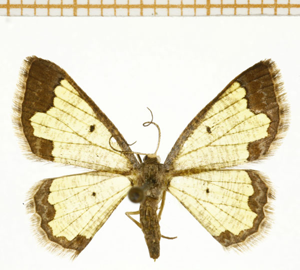 /filer/webapps/moths/media/images/S/seydeli_Zamarada_A_DePrins.jpg