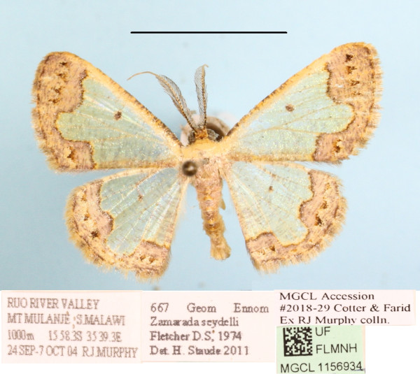 /filer/webapps/moths/media/images/S/seydeli_Zamarada_A_MGCLa_01.JPG