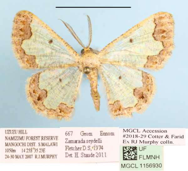 /filer/webapps/moths/media/images/S/seydeli_Zamarada_A_MGCLa_02.JPG