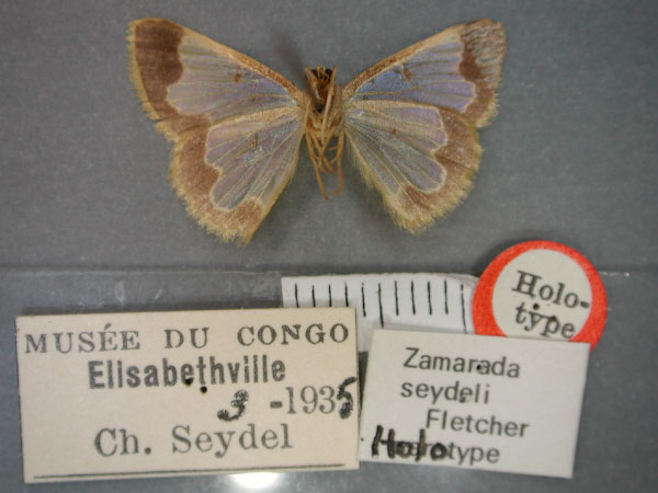 /filer/webapps/moths/media/images/S/seydeli_Zamarada_HT_RMCA_02.jpg