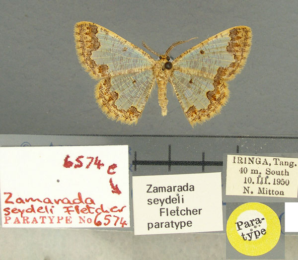 /filer/webapps/moths/media/images/S/seydeli_Zamarada_PT_TMSA.jpg