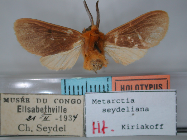 /filer/webapps/moths/media/images/S/seydeliana_Metarctia_HT_RMCA_01.jpg