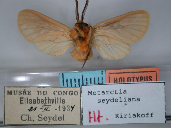 /filer/webapps/moths/media/images/S/seydeliana_Metarctia_HT_RMCA_02.jpg