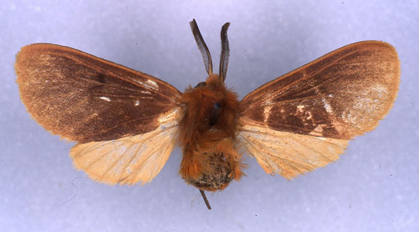 /filer/webapps/moths/media/images/S/seydeliana_Metarctia_HT_RMCA_03.jpg