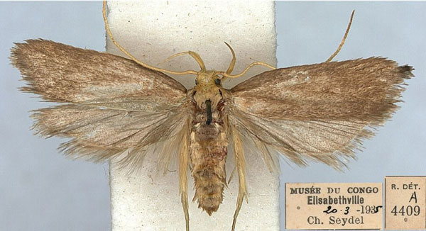 /filer/webapps/moths/media/images/S/seydeliella_Lecithocera_PTF_RMCA.jpg