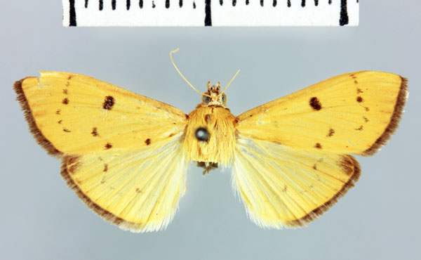 /filer/webapps/moths/media/images/S/seyrigalis_Polygrammodes_AT_MNHN.jpg
